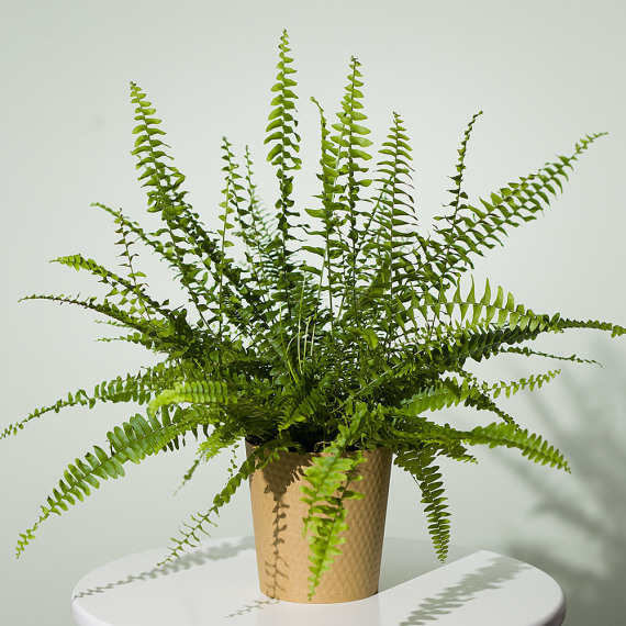Orchid Phalaenopsis - Boston Fern Plant