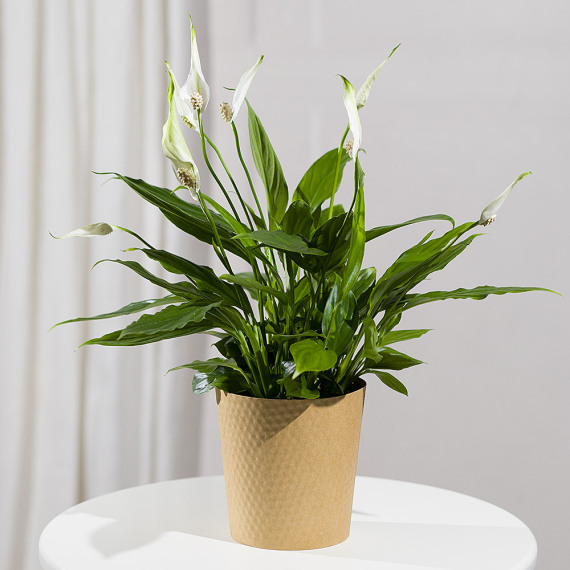 Orchid Phalaenopsis - Peace Lily Plant