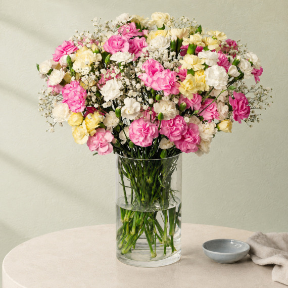 Orchid Phalaenopsis - Spray Cascade Luxe