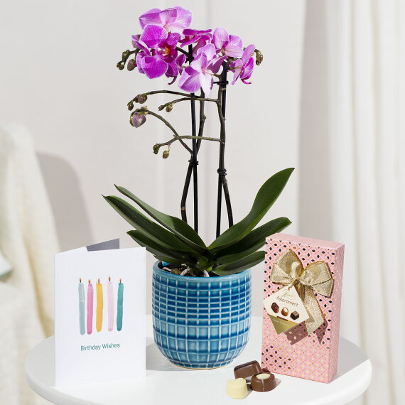 Orchid Phalaenopsis - Phalaenopsis Birthday Gift