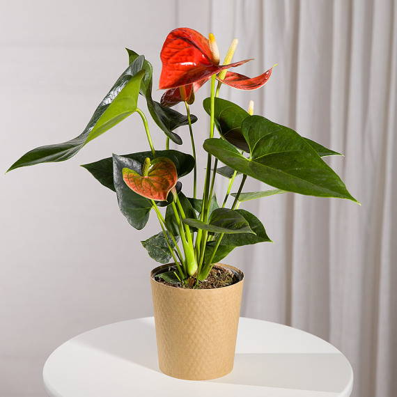 Orchid Phalaenopsis - Coral Anthurium Plant