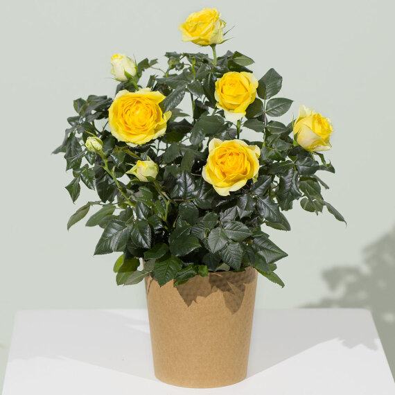 Orchid Phalaenopsis - Yellow Rose Plant