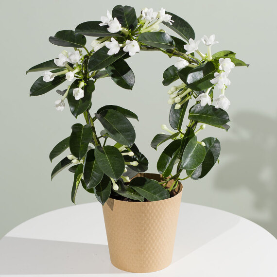 Orchid Phalaenopsis - Stephanotis Plant