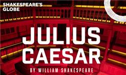Orchid Phalaenopsis - Julius Caesar - Globe