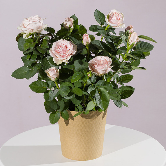 Orchid Phalaenopsis - Pink Rose Plant