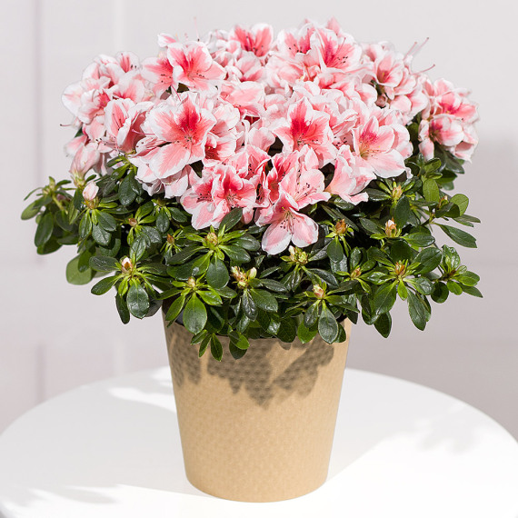 Orchid Phalaenopsis - Pink Azalea Plant