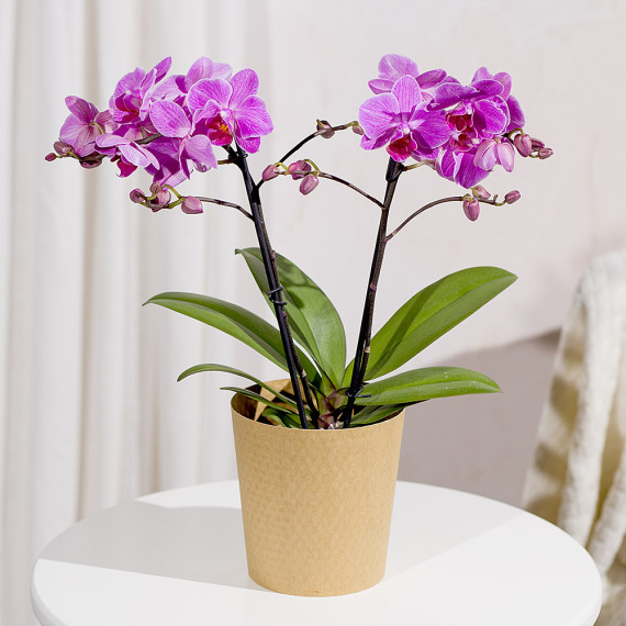 Orchid Phalaenopsis - Phalaenopsis Orchid