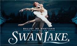 Orchid Phalaenopsis - Ballet de Santiago Swan Lake