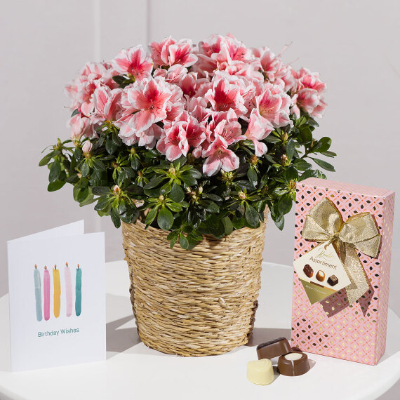 Orchid Phalaenopsis - Happy Birthday Azalea Gift
