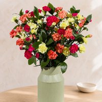 Autumn Warmth Grande - Orchid Phalaenopsis review and price