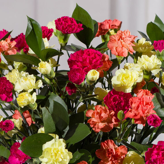 Autumn Warmth Grande - Orchid Phalaenopsis review and price