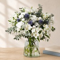 Moonlight Luxe - Orchid Phalaenopsis review and price