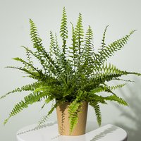Boston Fern Plant - Orchid Phalaenopsis review and price