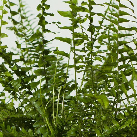 Boston Fern Plant - Orchid Phalaenopsis review and price