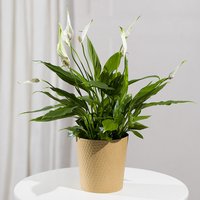Peace Lily Plant - Orchid Phalaenopsis review and price