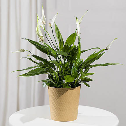 Peace Lily Plant - Orchid Phalaenopsis review and price