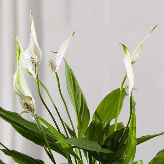 Peace Lily Plant - Orchid Phalaenopsis review and price