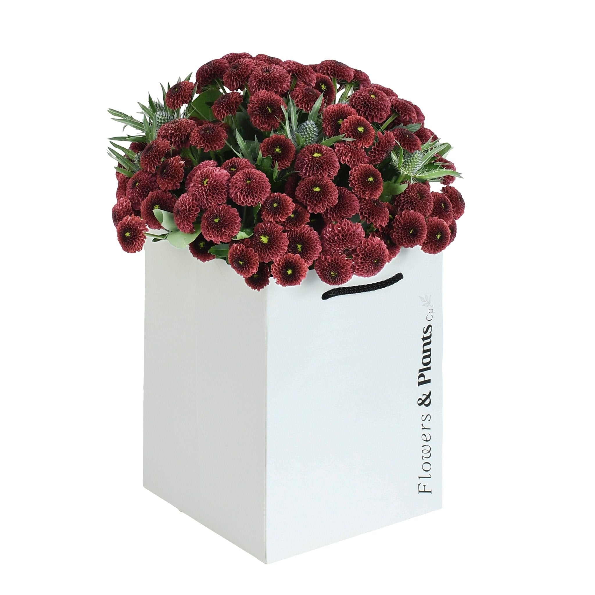 Caledonian Flame - Plant Parent Definition review and price