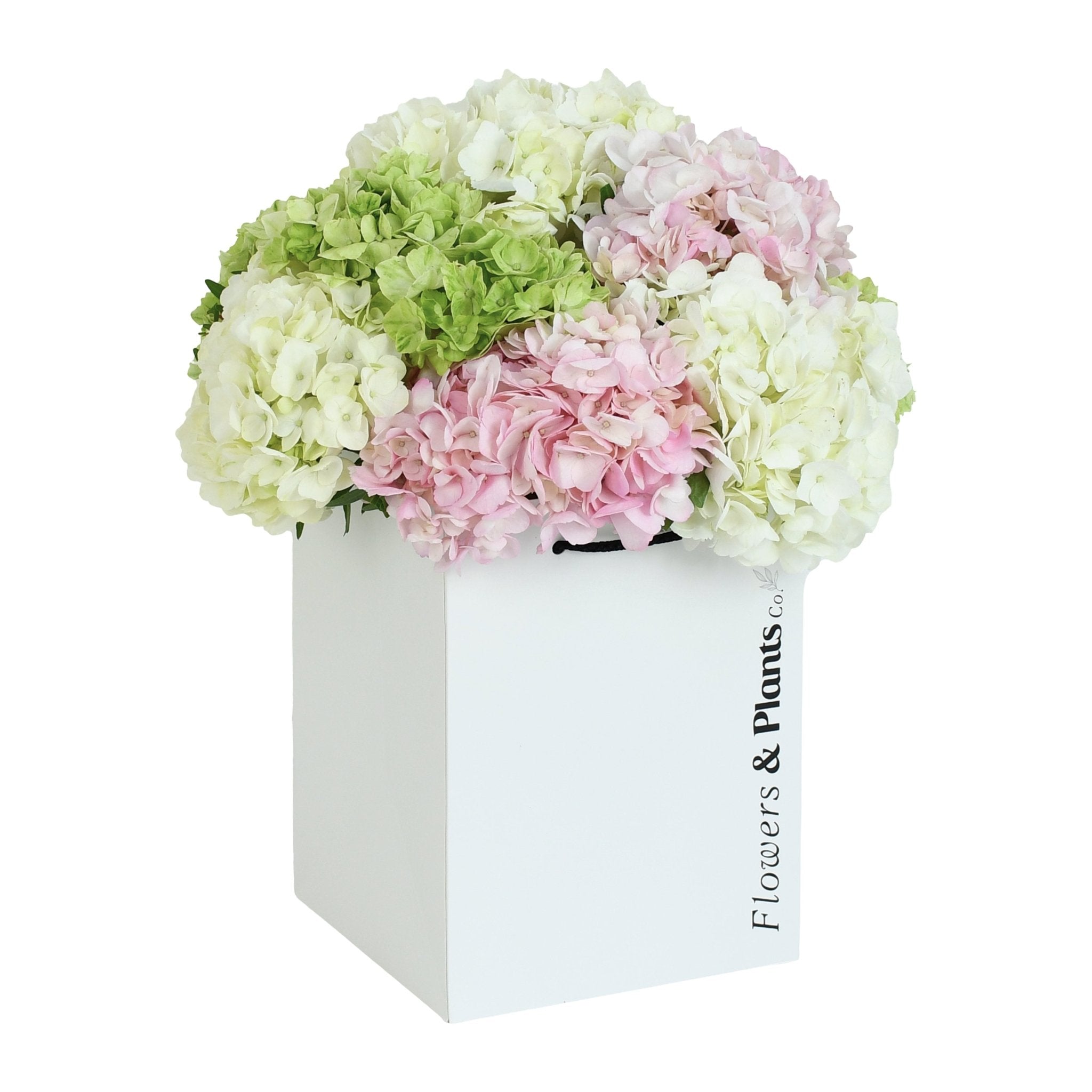 Rain in Colours - Plant Parent Definition review and price