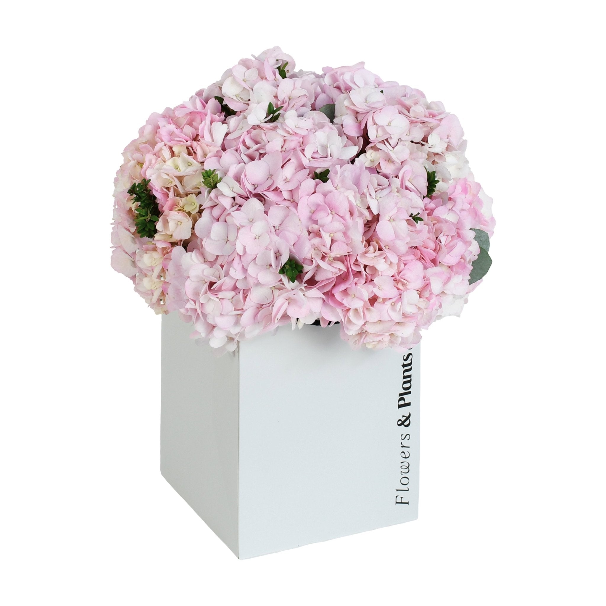 Pink Sand - Plant Parent Definition review and price