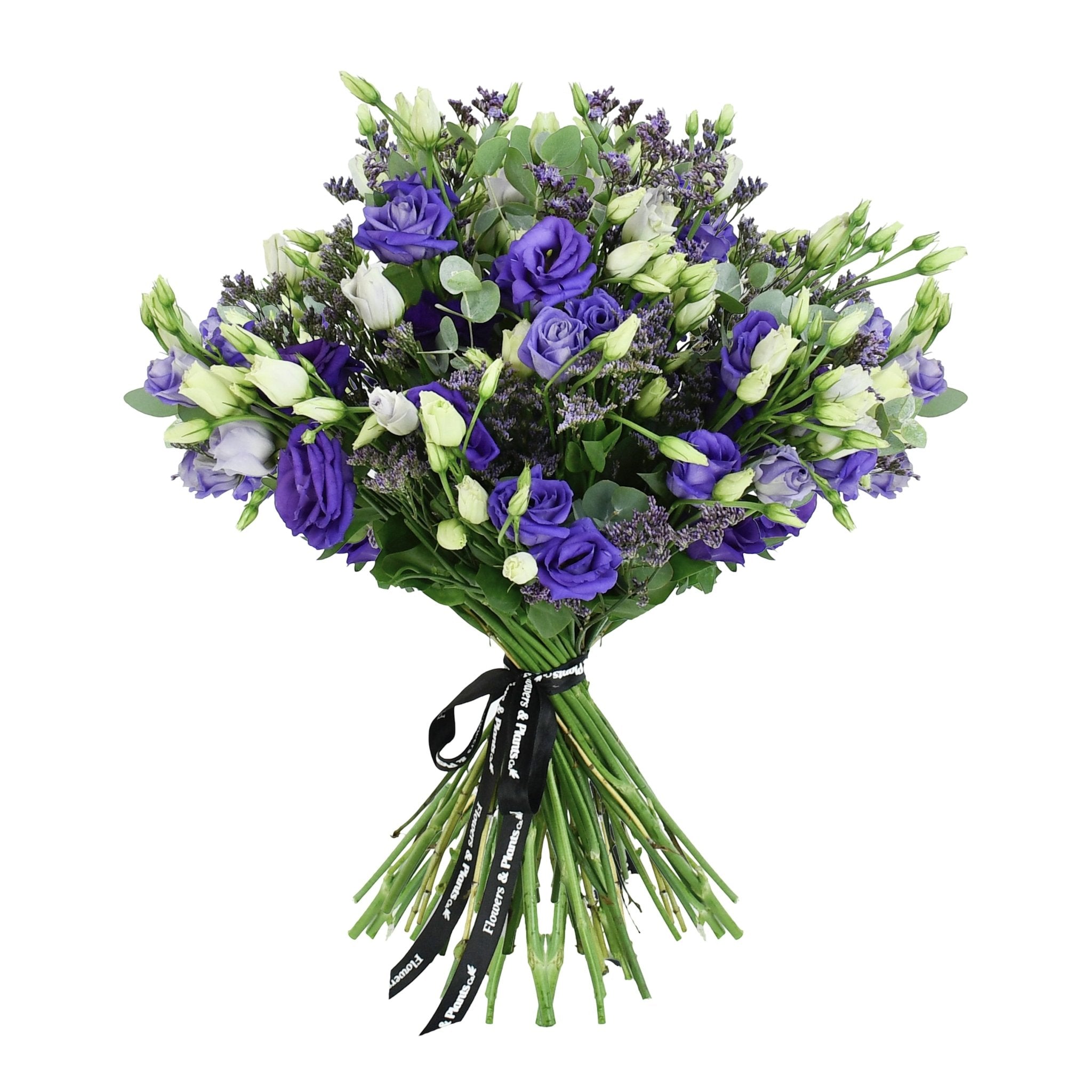 Miss Lisi - Plant Parent Definition review and price