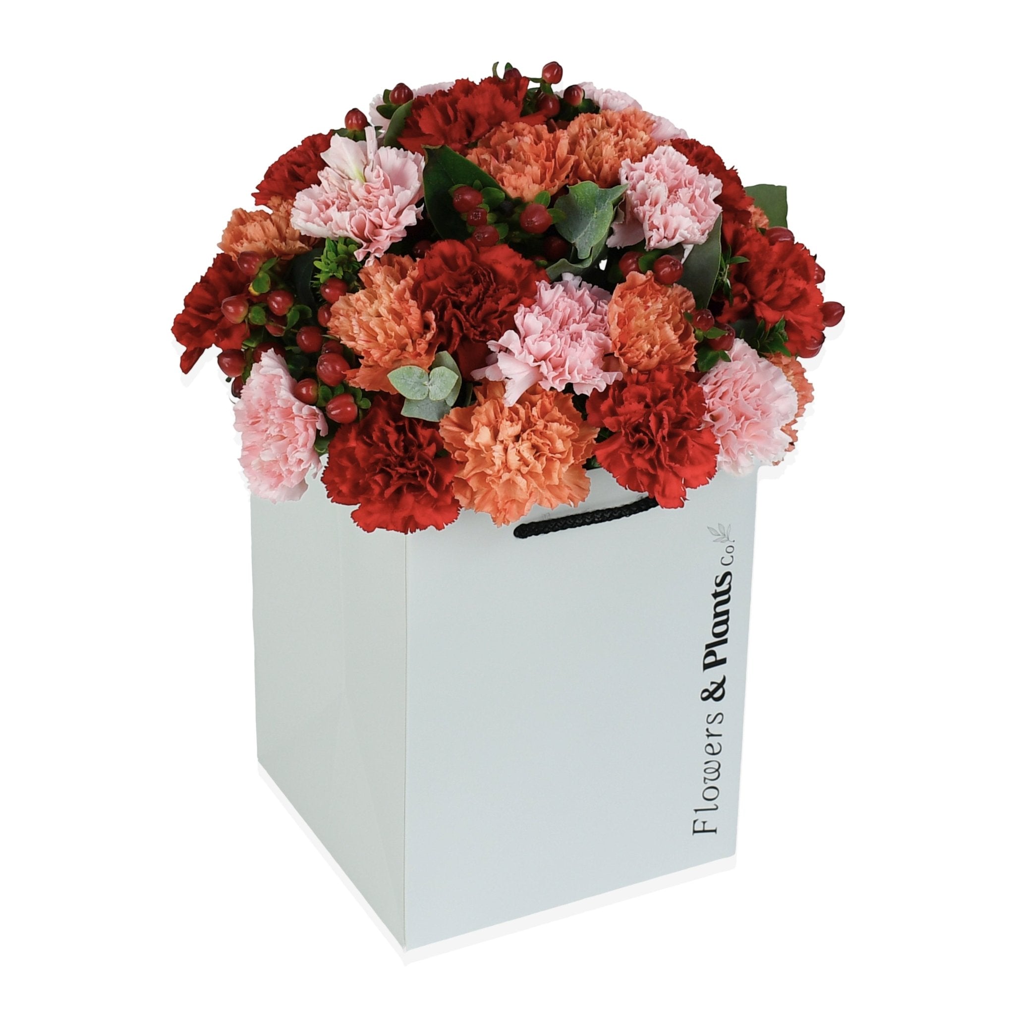Flower of Zeus - Plant Parent Definition review and price