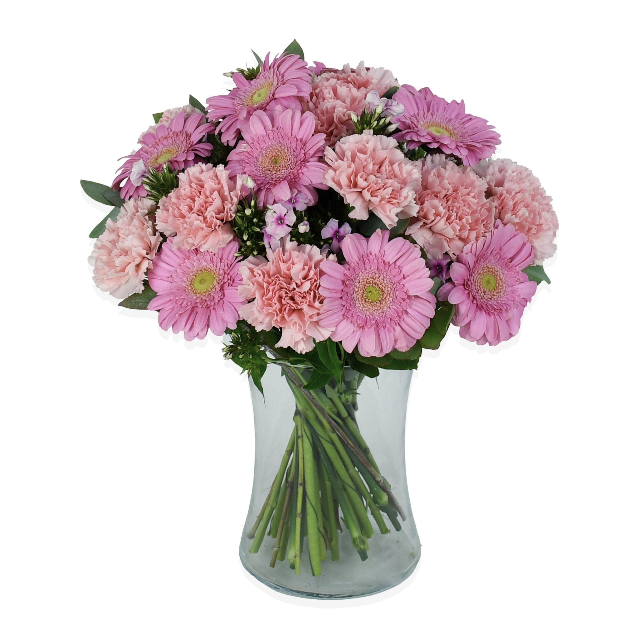 Go Pink - Plant Parent Definition review and price