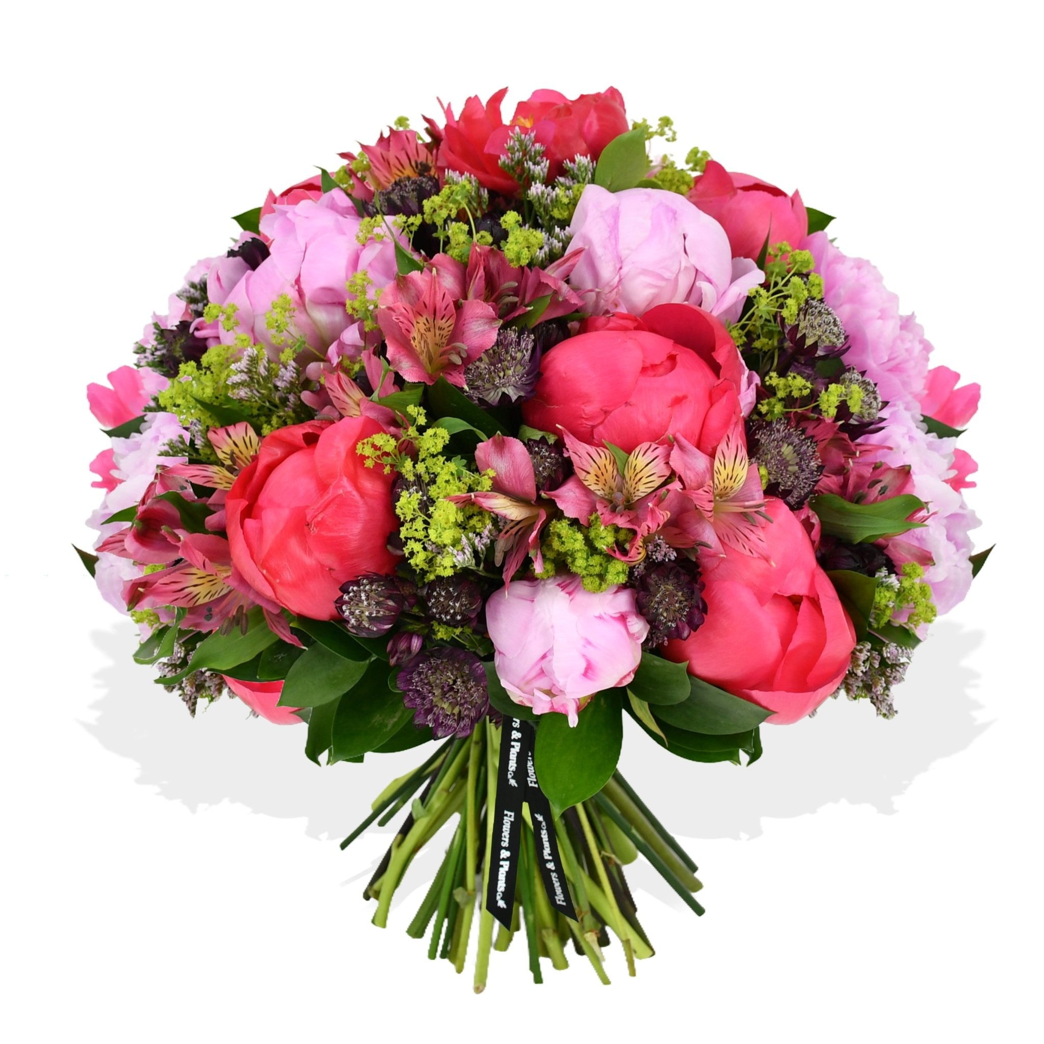 Coral Charm - Plant Parent Definition review and price