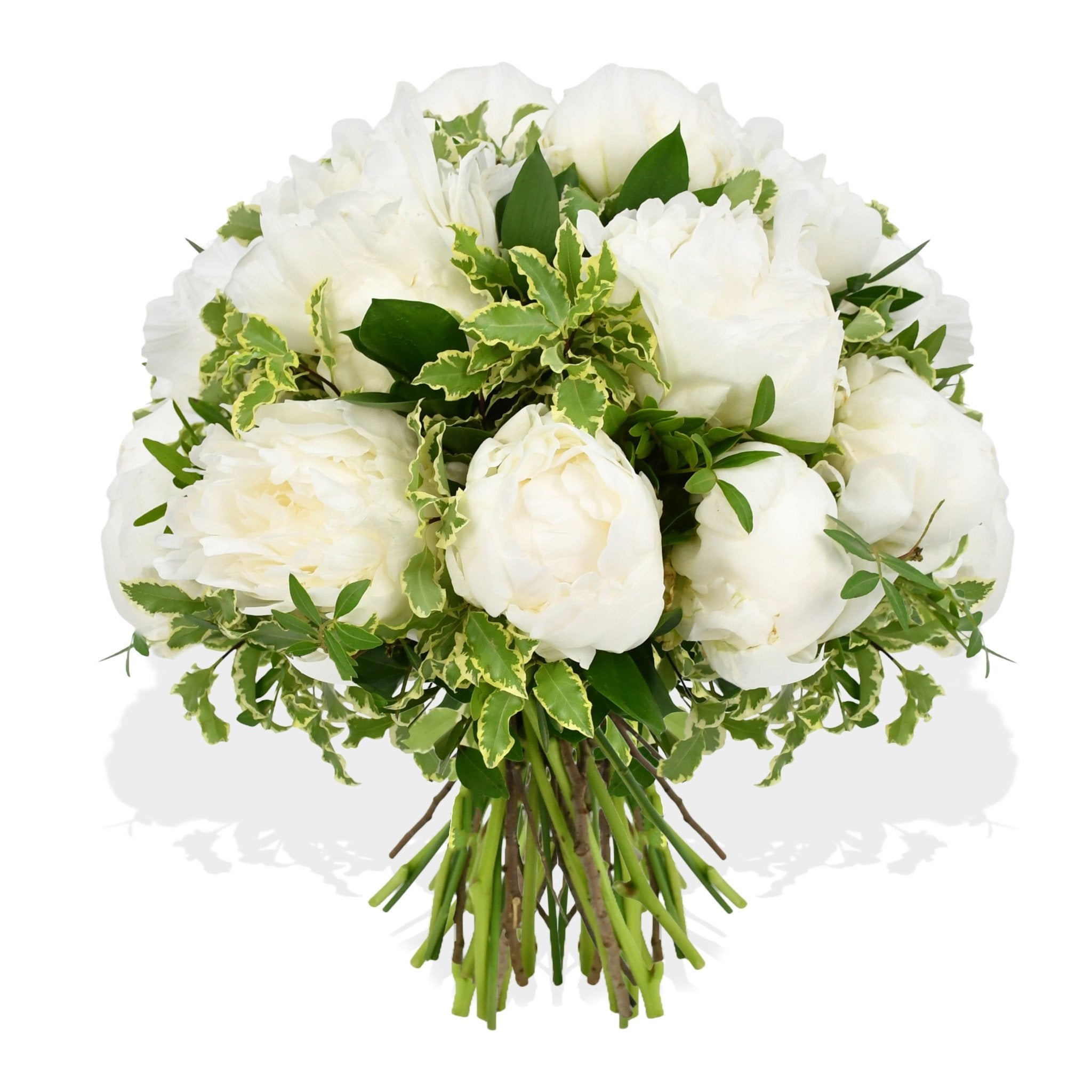 Cloud Nine - Plant Parent Definition review and price