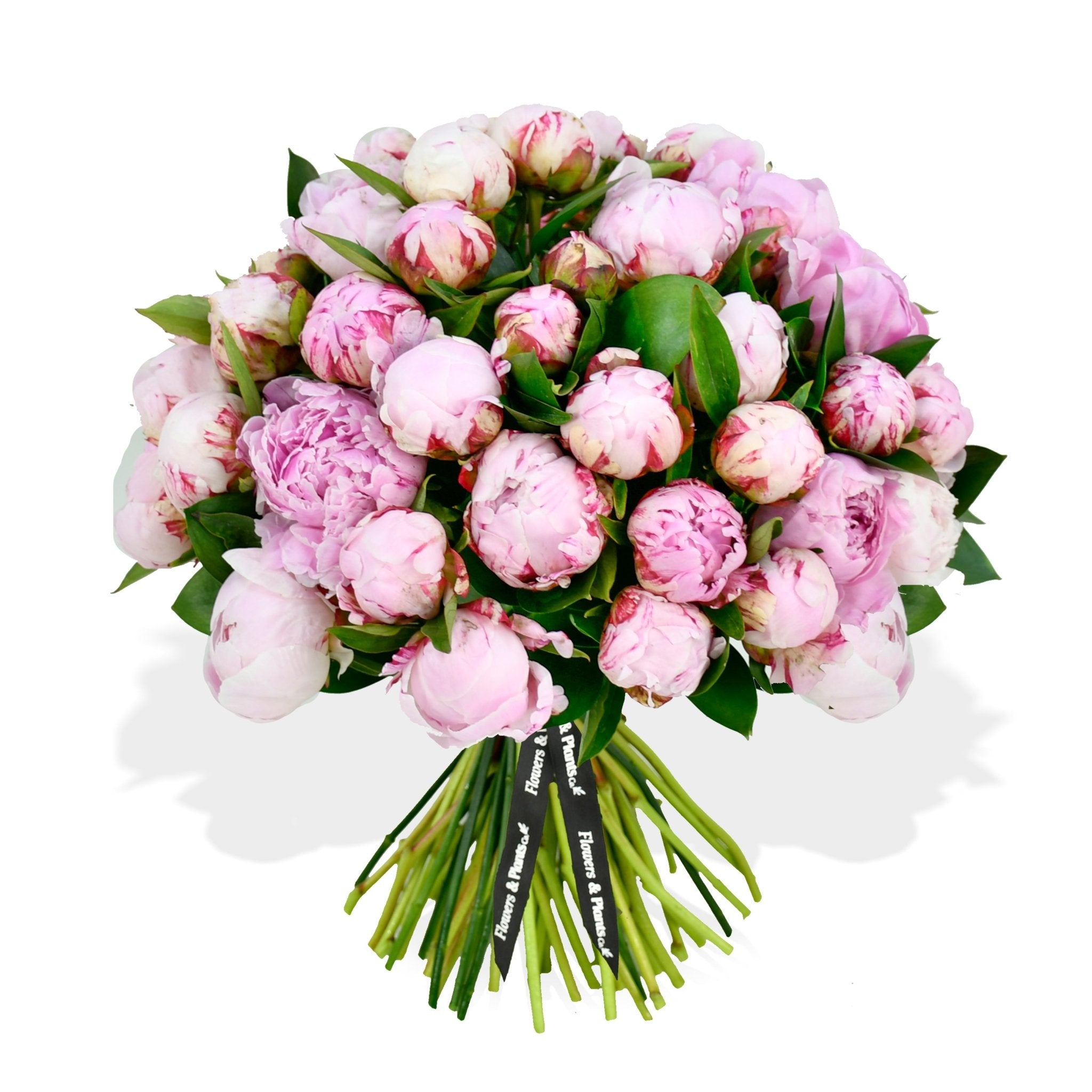 Sarah Bernhardt - Plant Parent Definition review and price