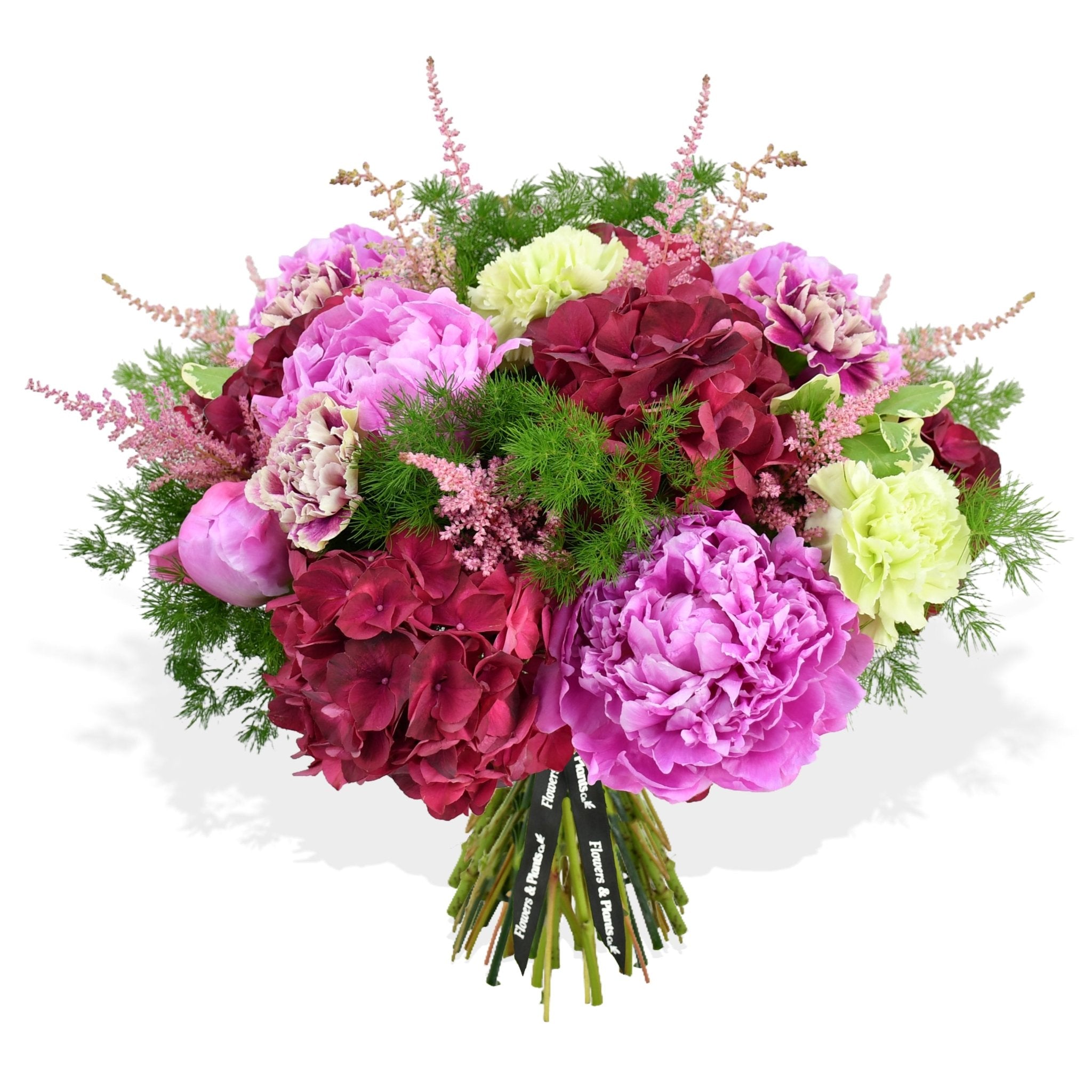 Sweet Raspberry - Plant Parent Definition review and price