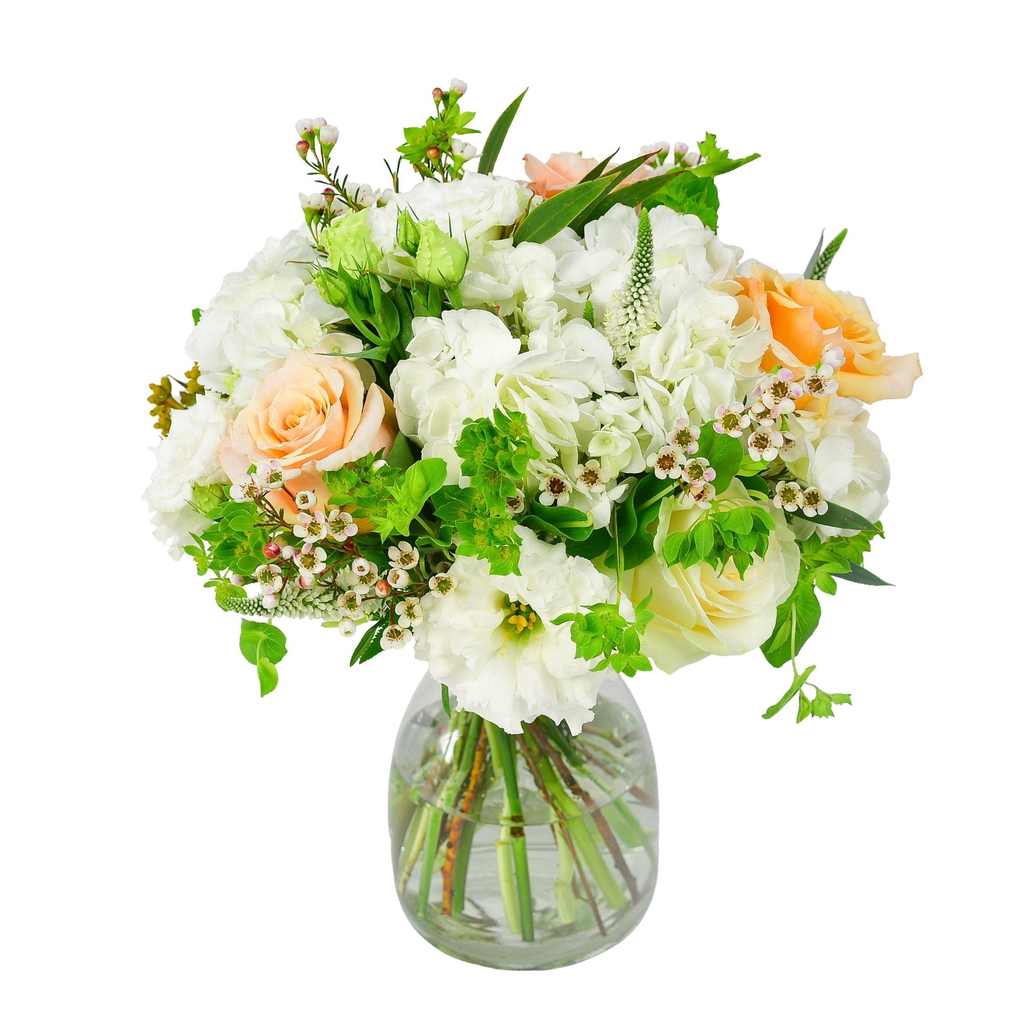 Daisy Chain - Plant Parent Definition review and price