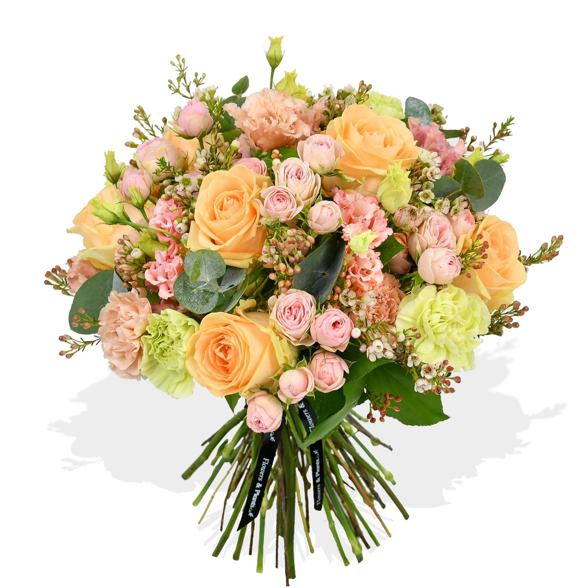 Peachy - Plant Parent Definition review and price