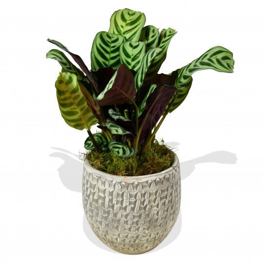 Calathea 'Freddie' - Plant Parent Definition review and price
