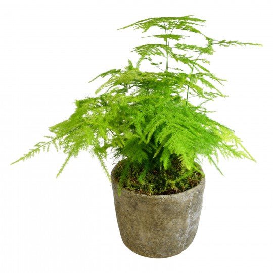 Asparagus Fern - Plant Parent Definition review and price