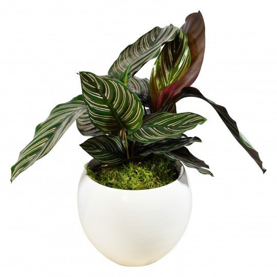 Calathea Sanderiana - Plant Parent Definition review and price