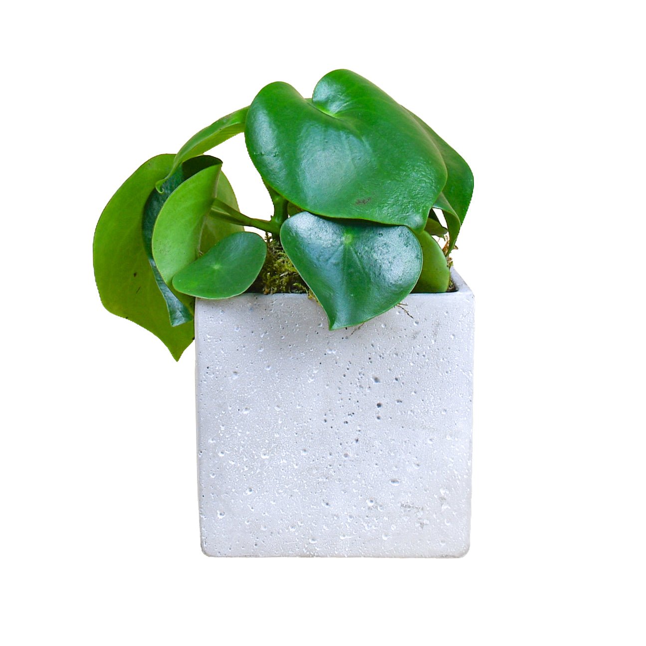 Money Plant - Plant Parent Definition review and price