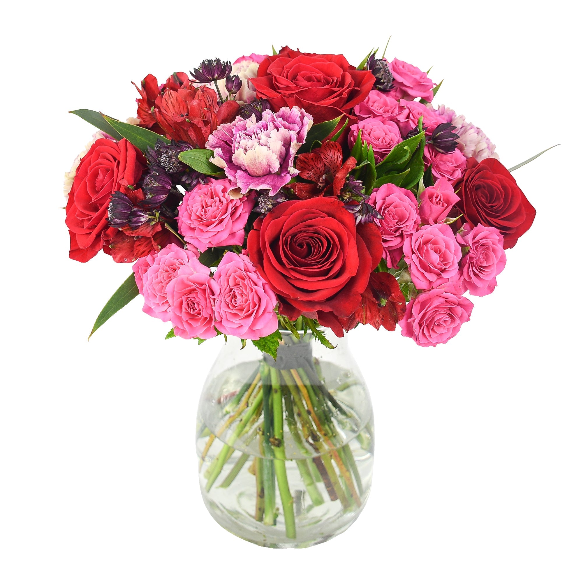 The Pink Lady - Plant Parent Definition review and price