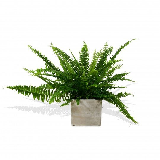 Boston Fern - Plant Parent Definition review and price