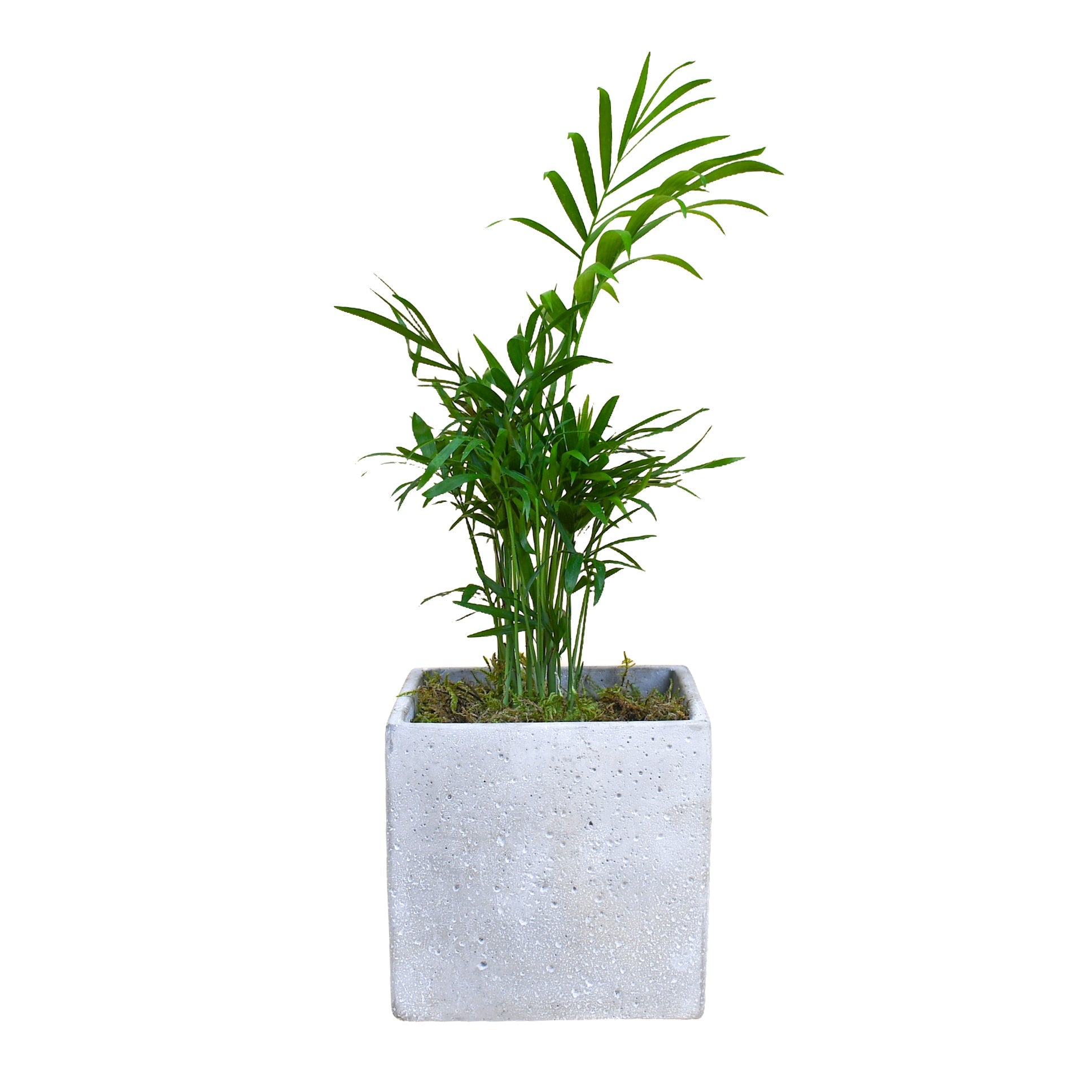 Parlour Palm - Plant Parent Definition review and price
