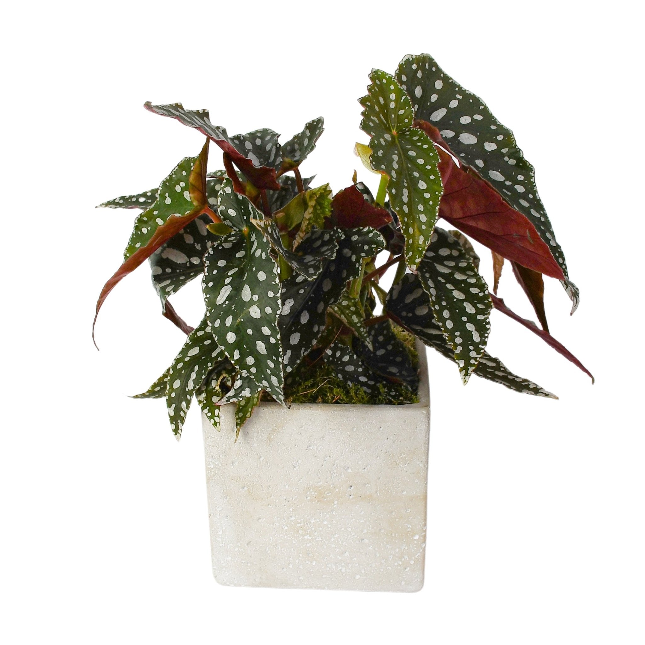 Polka Dot Begonia - Plant Parent Definition review and price