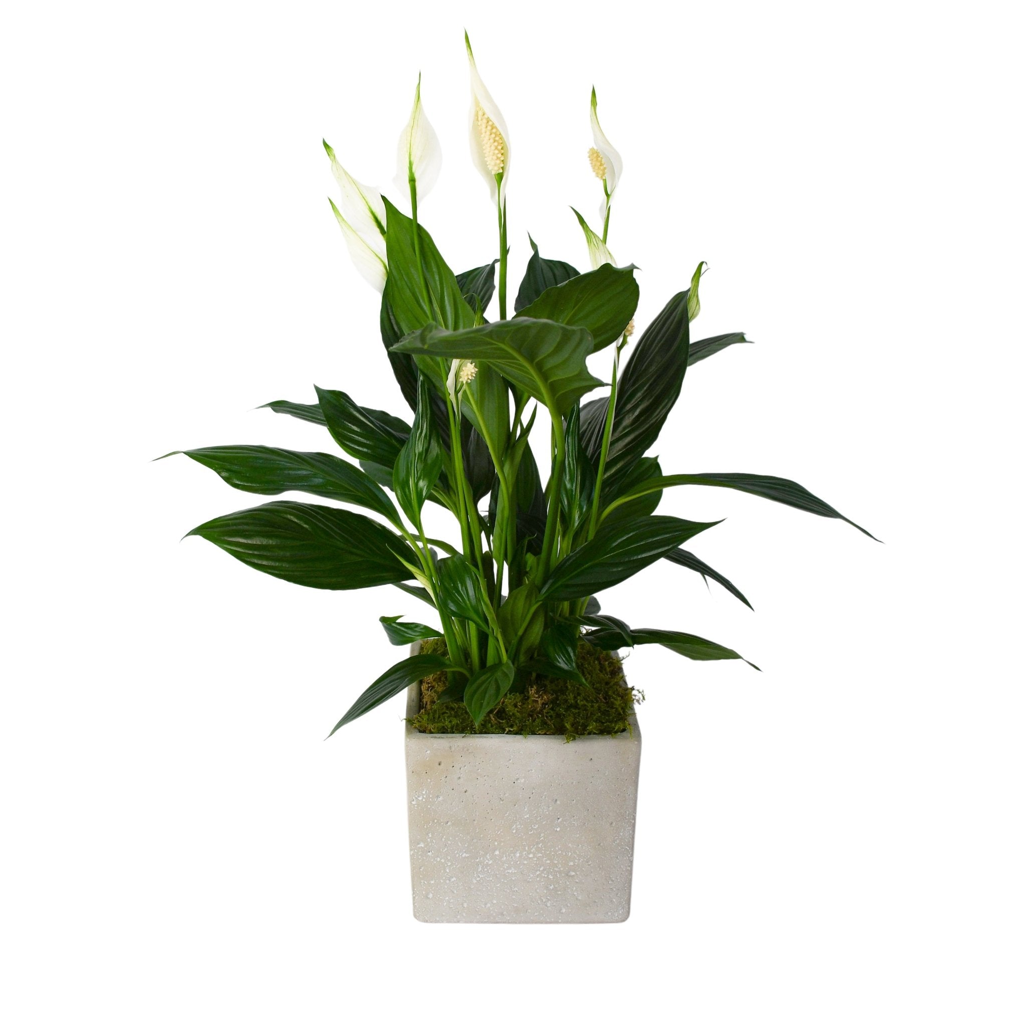 Peace Lily - Plant Parent Definition review and price
