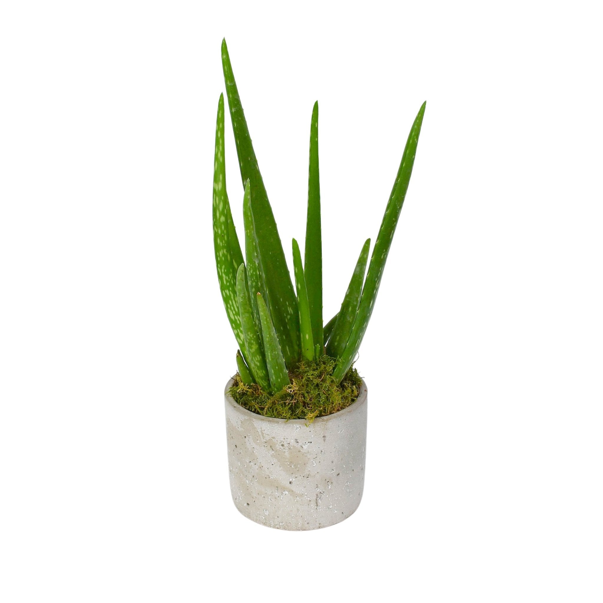 Aloe Vera - Plant Parent Definition review and price