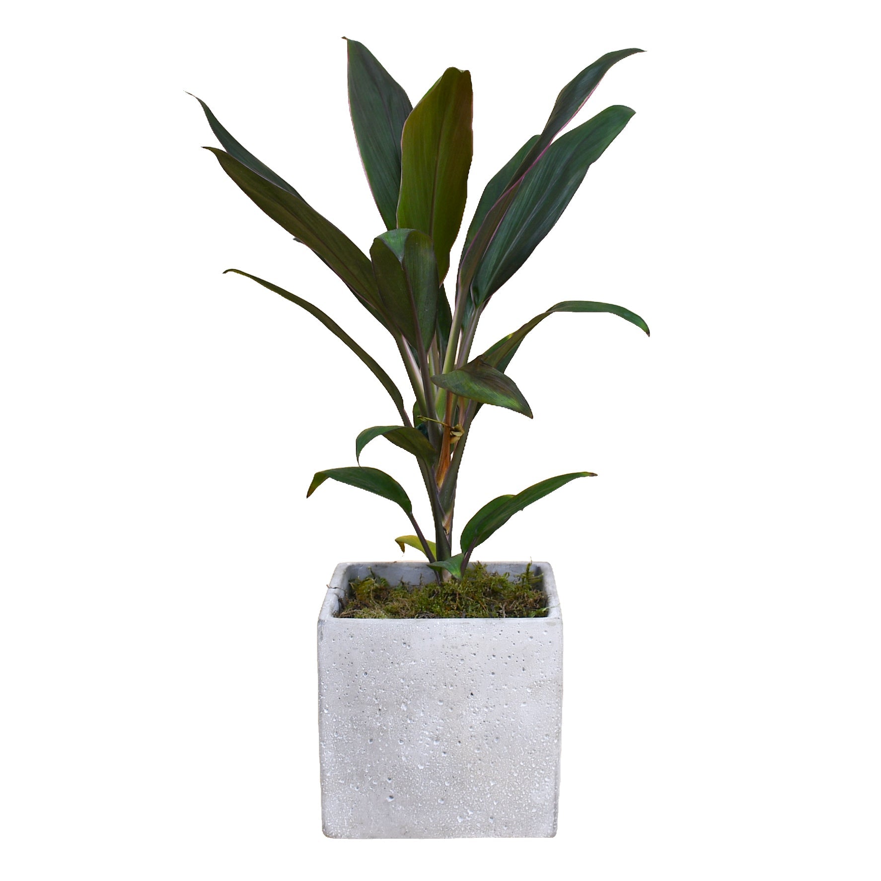 Cordyline - Plant Parent Definition review and price