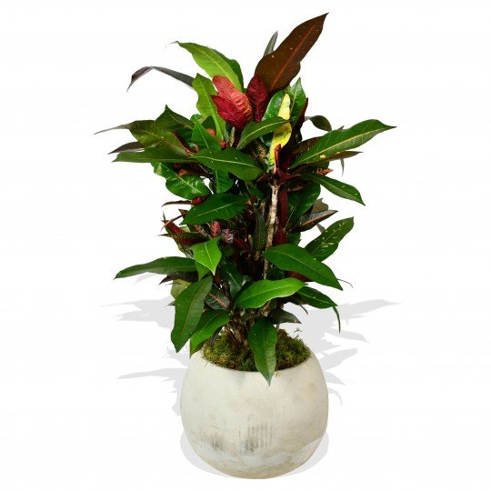 Garden Croton 'Mammi' - Plant Parent Definition review and price