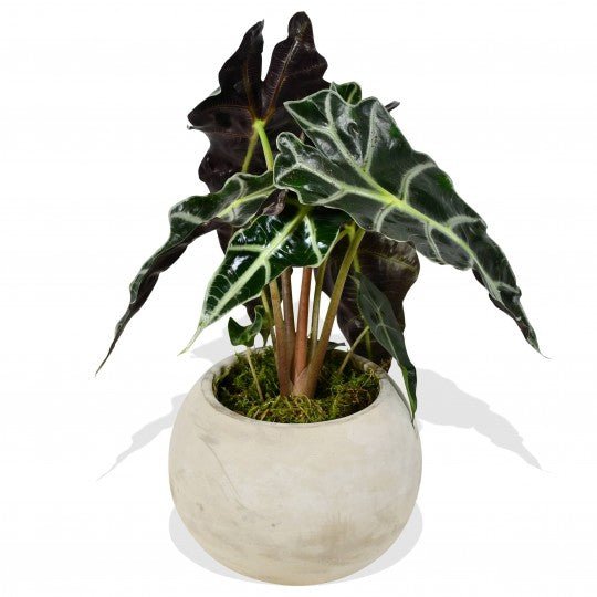 Alocasia Amazonica - Plant Parent Definition review and price