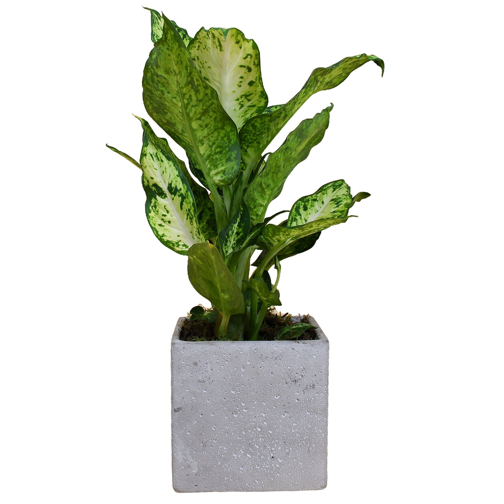 Dumb Cane - Plant Parent Definition review and price