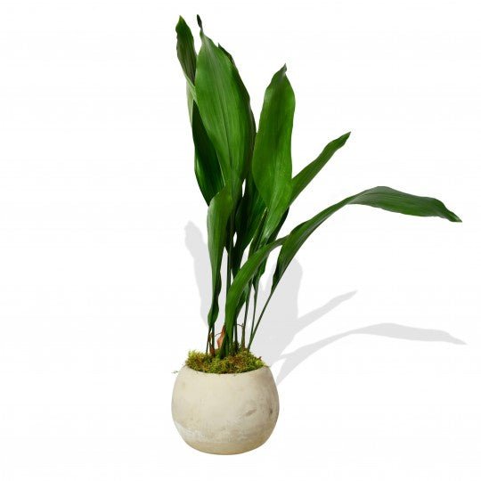 Aspidistra Elatior - Plant Parent Definition review and price