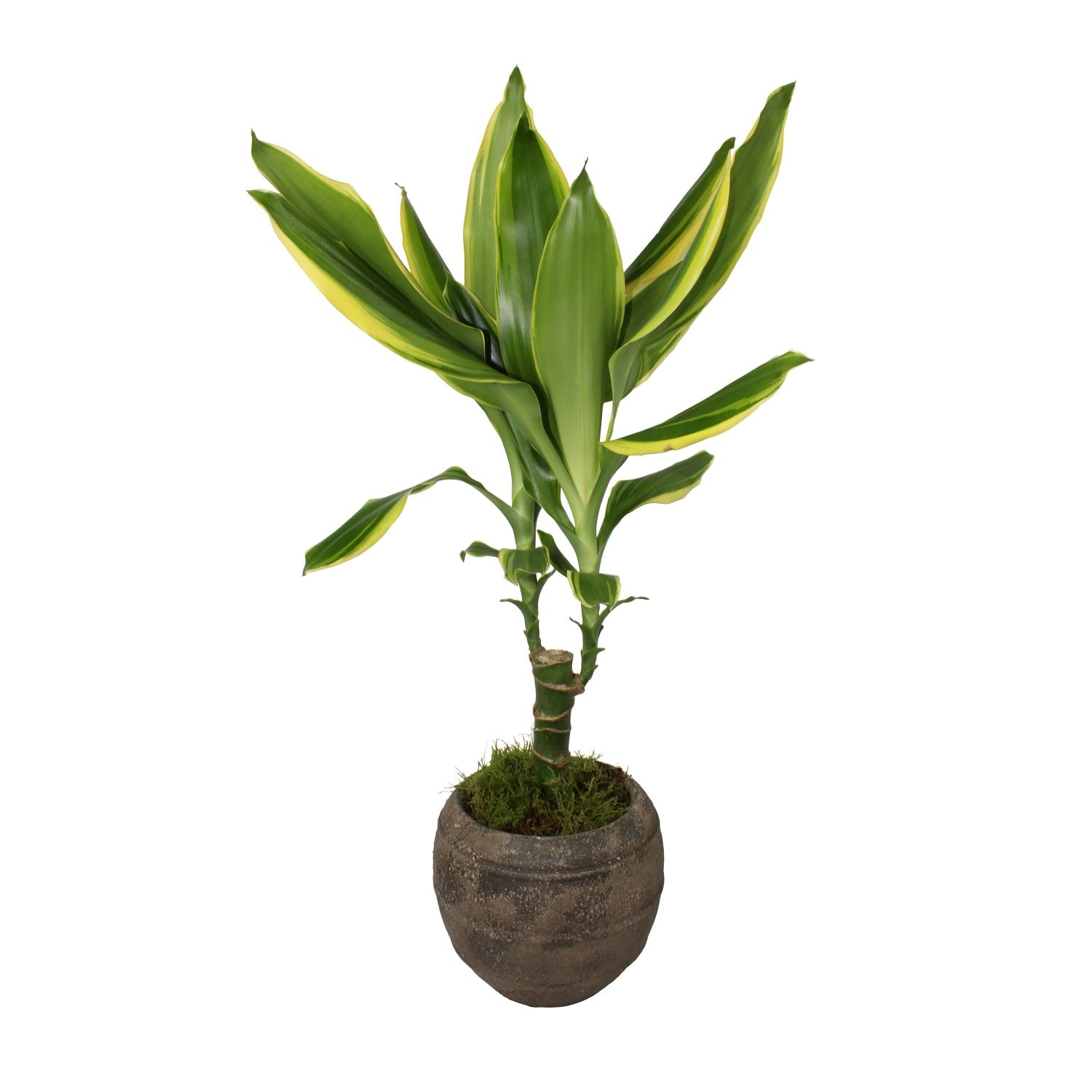 Dracaena - Plant Parent Definition review and price