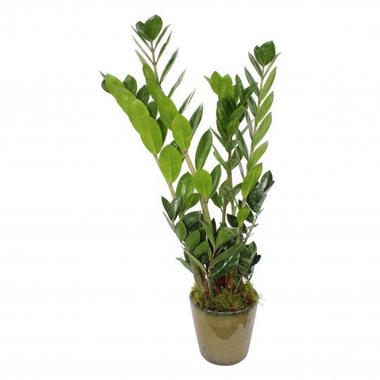 ZZ plant - Plant Parent Definition review and price